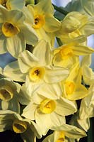 paperwhite daffodil Narcissus Omri Tazetta yellow spring flowers flower