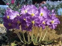 Pyrenian violet Raymonda nathaliae