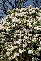 Rhododendron Avalanche