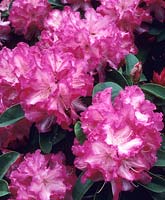 Rhododendron amabilis