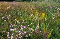 The Oast Houses Hampshire wildflower meadow 2007 on sandy soil Sheep s sorrel ox eye daisies musk mallow lesser knapweed lady