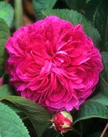 shrub rose Rosa Charles de Mills
