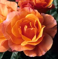shrub rose Rosa Cordon Bleu