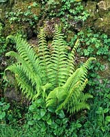Lady fern Athyrium filix femina growing at base of stone wall
