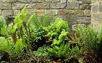 York Gate Yorkshire shady dry corner beneath stone wall collection of ferns including Polystichum setiferum Proliferum