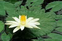 tropical waterlily Nymphaea lotus forma dentata