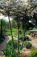 Thesterton Surrey design Fiona Lawrenson clipped topiary and raised Malus John Downie in flower view through Spring garden