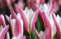 Dwarf tulip Tulipa clusiana 'Lady Jane'
