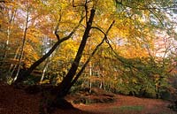 Waggoner's Wells Surrey beech woodland Fagus sylvatica