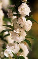 Prunus glandulosa Alba Plena