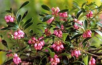 Lingonberry Vaccinium vitis idaea Vancouver Jade