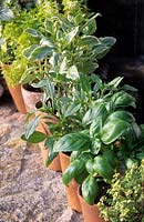 pots of mixed basils on windowsill including Ocimum African Blue Bush Sweet Thai Pesto Perpetuo