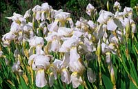 Orris root Iris germanica Florentina
