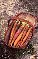 trug of freshly pulled carrot Old Amsterdam multi coloured variety