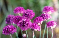 thrift Armeria maritima Pride of Dusseldorf