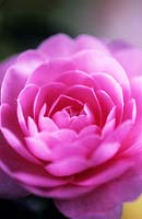 Camellia x williamsii E G Waterhouse