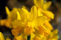 daffodil Narcissus Jumblie