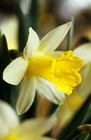 daffodil Narcissus Topolino mothers day yellow flower