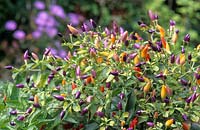 Capsicum annuum Twilight