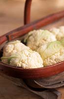 freshly cut picked dwarf mini cauliflowers in trug harvested vegetable autumn October