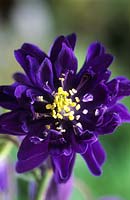 Granny s bonnet Columbine Aquilegia vulgaris Blue Barlow