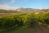 Orchard valley mountains Valencia Orange blossom Citrus sinensis fruit tree evergreen scent scented white flower autumn fall