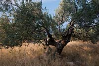 wild European olive tree grove Olea europaea evergreen silver tree grove Argolida Greece autumn fall grasses mountain region