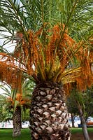 date palm. Phoenix dactylifera tall palm autumn fruit October fall Argolida Peleponese Greece edible kitchen garden plant