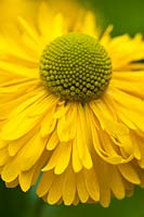 common sneezeweed Helenium autumnale Double Trouble summer flower perennial July yellow garden plant