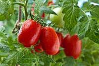 dwarf plum Tomato Roma summer fruit vegetable red ripe container home grown organic edible kitchen garden plant