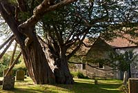 ancient yew tree Taxus bacata Wilmington Saxon Celtic churchyard Sussex England summer August evergreen large old sacred Druid