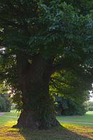 common Elm Ulmus procera