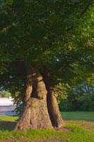 common Elm Ulmus procera