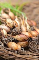 Shalot Pesar drying food edible green home grown organic healthy root vegetable basket laid out storage preparation dry