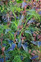 green fennel Foeniculum vulgare purpureum summer herb leaf foliage perennial July red orache garden plant combination