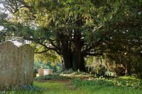 ancient hollow yew tree Taxus bacata Fittleworth churchyard Sussex England thirteenth century church evergreen large old sacred