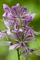 Dictamnus fraxinella gas plant burning bush dittany summer flower perennial may pink lilac lavender garden