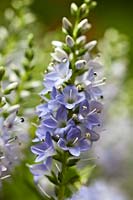 Hebe Margret summer flower evergreen dwarf shrub bush pale blue violet lilac white May garden plant