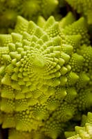mini Cauliflower Romanesco unusual spiral fractal geometry winter spring vegetable crop home grown organic lime green edible
