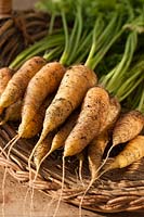 Carrot Jaune Obtuse de Doubs Daucus carota var sativus trug autumn fall fresh freshly harvested pulled home grown organic