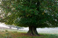 largeleaved lime Tillia x europaea tree Cowdray Park Sussex England autumn fall October leaf foliage green lower trunk revealed