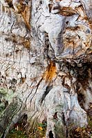 English oak tree revealed heartwood texture Quercus robur ancient deciduous autumn fall November yellow gold orange Richmond