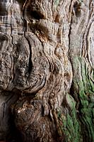 moss lichen English oak tree revealed heartwood texture Quercus robur ancient deciduous autumn fall November yellow gold orange