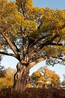 English oak trees Quercus robur ancient veteran deciduous autumn fall leaf foliage colour November yellow gold orange morning