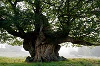 ancient sessile oak Quercus petraea pollarded tree Cowdray Park Sussex England autumn fall October leaf foliage green fallen