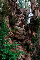 ancient yew tree Taxus bacata Ulcombe churchyard Kent England summer September evergreen male large old sacred Druid Druidic