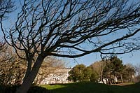 Adelaide Crescent public garden Brighton East Sussex United Kingdom wind swept formed European beech trees Fagus sylvatica