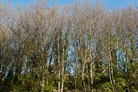 Ulmus procera English common elm regrowth