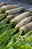 Carrot White Satin F1 hybrid carota var sativus trug summer fresh freshly harvested pulled home grown organic variety basket