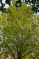 Ulmus Groeneveld greenfield elm